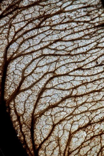 Sycamore Seed by Dr Steven Murray.jpg